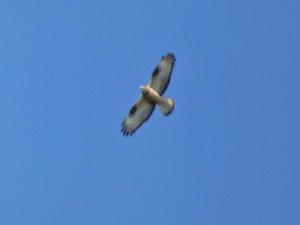 Falchi pecchiaioli (Pernis apivorus) in migrazione